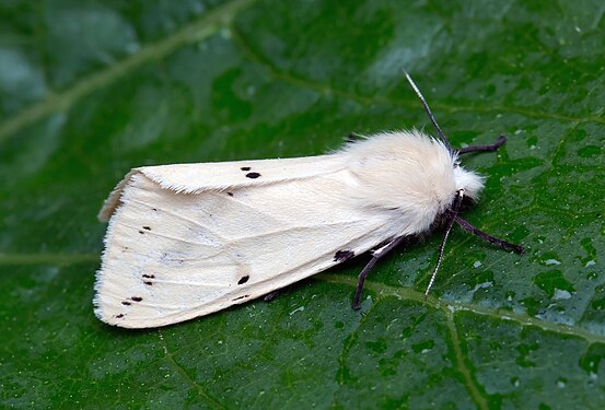 "Spilosoma_lutea,_Buff_Ermine,_UK.jpg" by User:Stu's Images