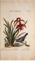 "Verzameling_van_uitlandsche_en_zeldzaame_vogelen,_benevens_eenige_vreemde_dieren_en_plantgewassen,_vol._3-_t._26_(1776).tiff" by User:Zebulon.walton