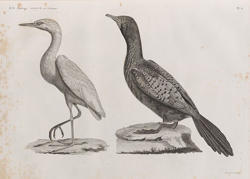 Pl.8 - 1. Héron garde-bœuf (Ardea bubulcus); 2. Cormoran d'Afrique (Phalacrocorax Africanus)