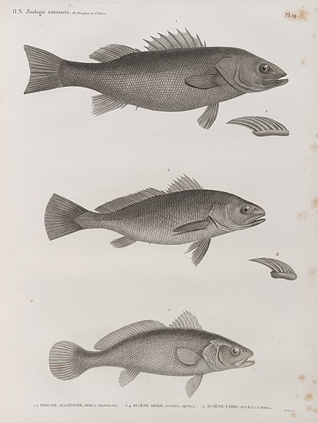 Pl.19 - 1.2. Perche allongée (Perca elongata) 3.4. Sciène aigle (Sciaena aquila) 5. Sciène corb (Sciaena umbra)