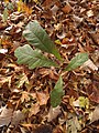 Quercus longipes Steven – seedling