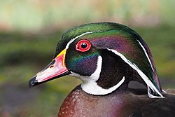 Wood Duck, Aix sponsa, male portrait