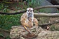 Meerkats at SD Zoo