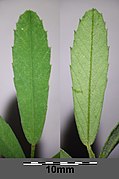 Melilotus altissimus sl13.jpg