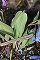 Mertensia longiflora