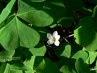 Oxalis oregana