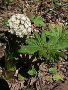 Petasites frigidus 38749.JPG