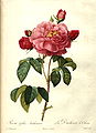 Rosa gallica aurelianensis, 1824