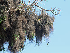 Sakalava Weaver nests RWD.jpg