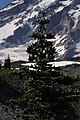 Abies lasiocarpa