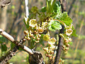 Ribes rubrum L. var. rubrum