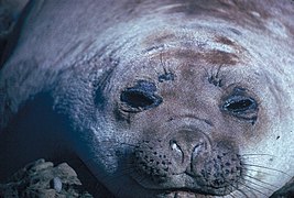 Female southern elephant seal close up - DPLA - 2662b9733fc518f760fa6095f1c3984a.jpg