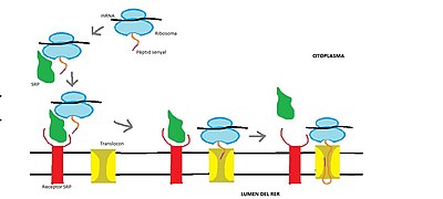 Mecanisme d'unió del ribosoma a la membrana del RE mitjançant la SRP i el seu receptor.jpg