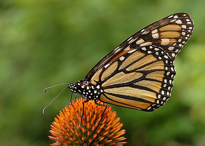 Danaus plexippus (Monarch Butterfly)