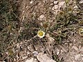 Dingli Cliffs