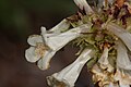 Penstemon procerus