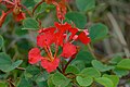 Bauhinia galpinii