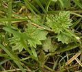 Seedlings among grass