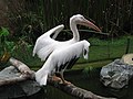 Jurong BirdPark