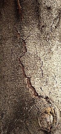 Thumbnail for File:Abies pinsapo tree bark 1.jpg