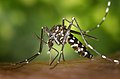 Asian tiger mosquito, Aedes albopictus, beginning a bloodmeal.