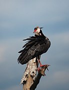 Chauna chavaria Chavarrí Northern Screamer (8604131438).jpg