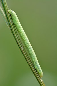 Cleora cinctaria (catepillar)