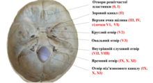 Cranial nerves' skull exits.png