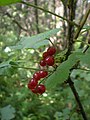 Ribes rubrum L. var. rubrum