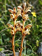   Orobanche teucrii