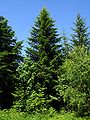 Young tree, Zwardoń, Poland