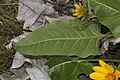 Balsamorhiza careyana