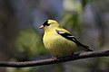 1 Carduelis tristis CT2 uploaded by Cephas, nominated by Cephas