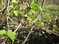 Ribes rubrum L. var. rubrum