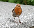 Erithacus rubecula poses on a shed roof