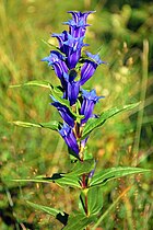 Gentiana asclepiadea