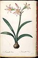 Hippeastrum vittatum, 1802-1815