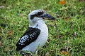 Kookaburra in Sydney, NSW/Australia