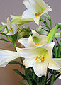 Lilium longiflorum