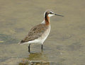 Male in breeding plumage, central Montana