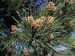 Pinus pinaster kz06.jpg