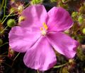 Flower of Drosera menziesii