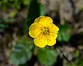 * Nomination Alpine avens (Geum montanum) --Uoaei1 11:43, 25 July 2021 (UTC) * Promotion  Support Good quality. --Nefronus 12:30, 25 July 2021 (UTC)