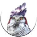 Harpy-Hawk-Owl (Photo editing)