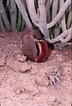 africana Emerging Flower In Desert Dominated By Euphorbia mauritanica Near FishRiverCanyon, Southern Namibia 2000