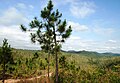 Caribbean pine