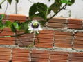 Passiflora edulis f. flavicarpa