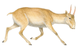 Saiga tatarica (white background).png