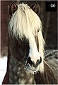 English: A Black Silver Icelandic horse. Deutsch: Isländer mit silver dapple auf schwarzer Grundfarbe.