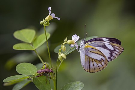 Striped albatross (Appias olferna olferna) female underside with shield bug